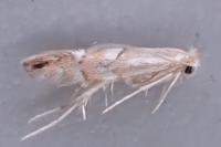 Phyllonorycter maestingella