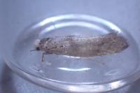 Swammerdamia caesiella