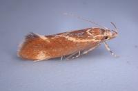 Metalampra italica