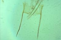 Batia lunaris