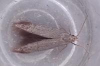 Coleophora spinella