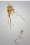 Coleophora spinella