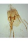 Coleophora spinella