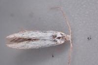 Coleophora ibipennella