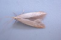 Coleophora flavipennella