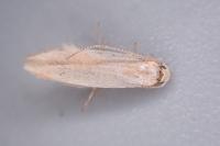 Coleophora flavipennella