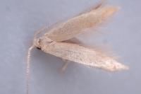 Coleophora flavipennella