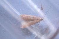 Coleophora lutipennella