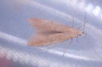 Coleophora lutipennella