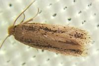 Trifurcula aurella