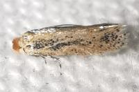 Trifurcula aurella