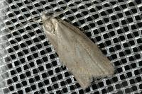 Cnephasia