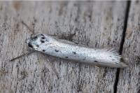 Ethmia terminella
