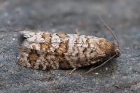 Isotrias stramentana