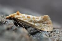 Aethes moribundana