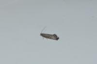 Glyphipterix thrasonella