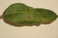 Ectoedemia heringella