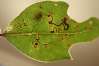 Ectoedemia heringella