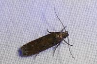Carpatolechia decorella