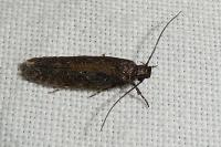 Carpatolechia decorella
