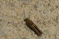 Acrocercops brongniardella