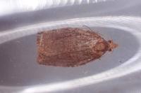 Pandemis heparana