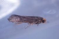 Cephimallota crassiflavella