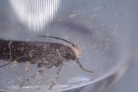 Aroga velocella