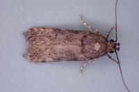 Teleiopsis diffinis