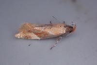 Epicallima formosella