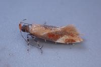 Epicallima formosella