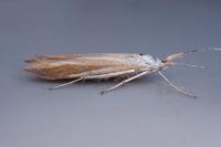Coleophora conspicuella