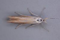 Coleophora conspicuella