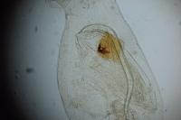 Blastobasis