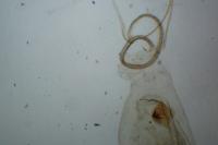Blastobasis