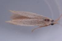 Coleophora badiipennella