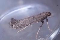 Parornix torquillella