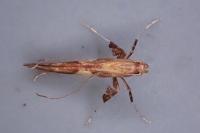 Caloptilia hauderi