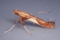 Caloptilia hauderi