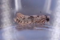 Infurcitinea albicomella