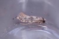 Infurcitinea albicomella