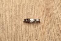 Epinotia thapsiana
