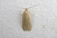 Agonopterix umbellana