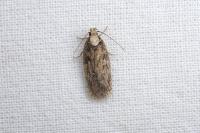 Depressaria radiosquamella