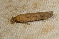 Platyedra subcinerea
