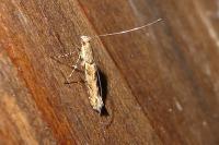 Acrocercops brongniardella