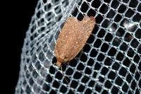 Agonopterix