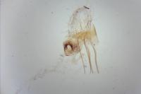 Neofaculta infernella