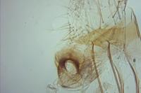 Neofaculta infernella