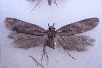 Neofaculta infernella